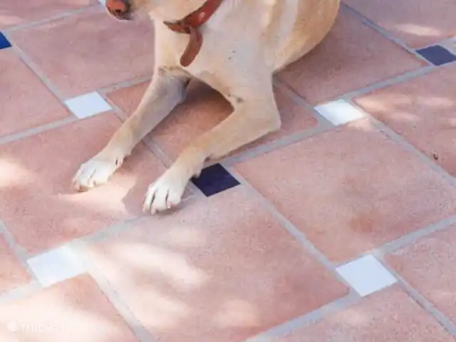 Location de Vacances Espagne, Andalousie, Monda, gîte / cottage - Casita confortable pour les amoureux de la nature Notre chien Rubi se promène librement sur le terrain. Le chien le plus gentil.