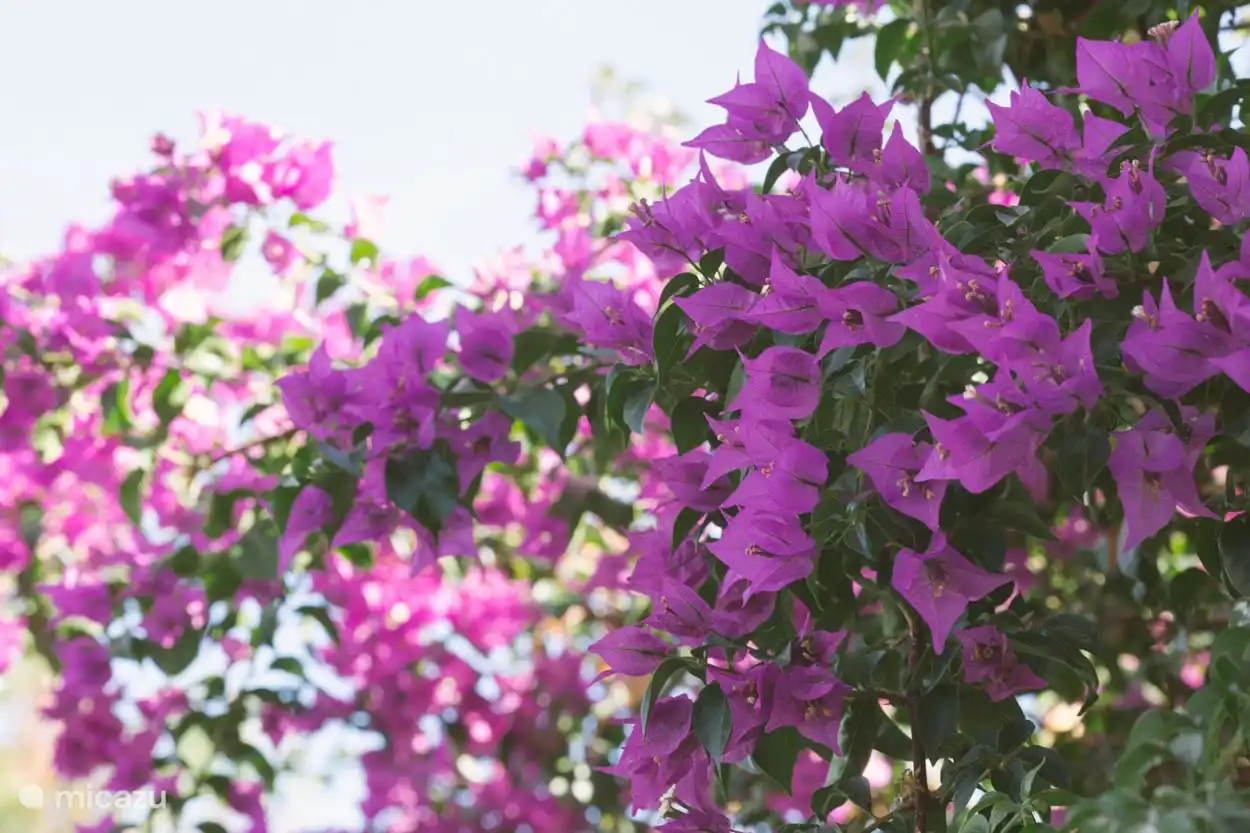 Buganvilla en flor