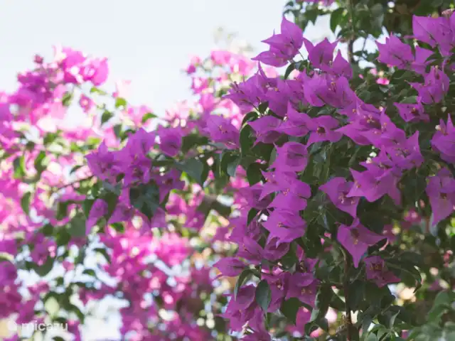 Location de Vacances Espagne, Andalousie, Monda, gîte / cottage - Casita confortable pour les amoureux de la nature Bougainvilliers en fleurs