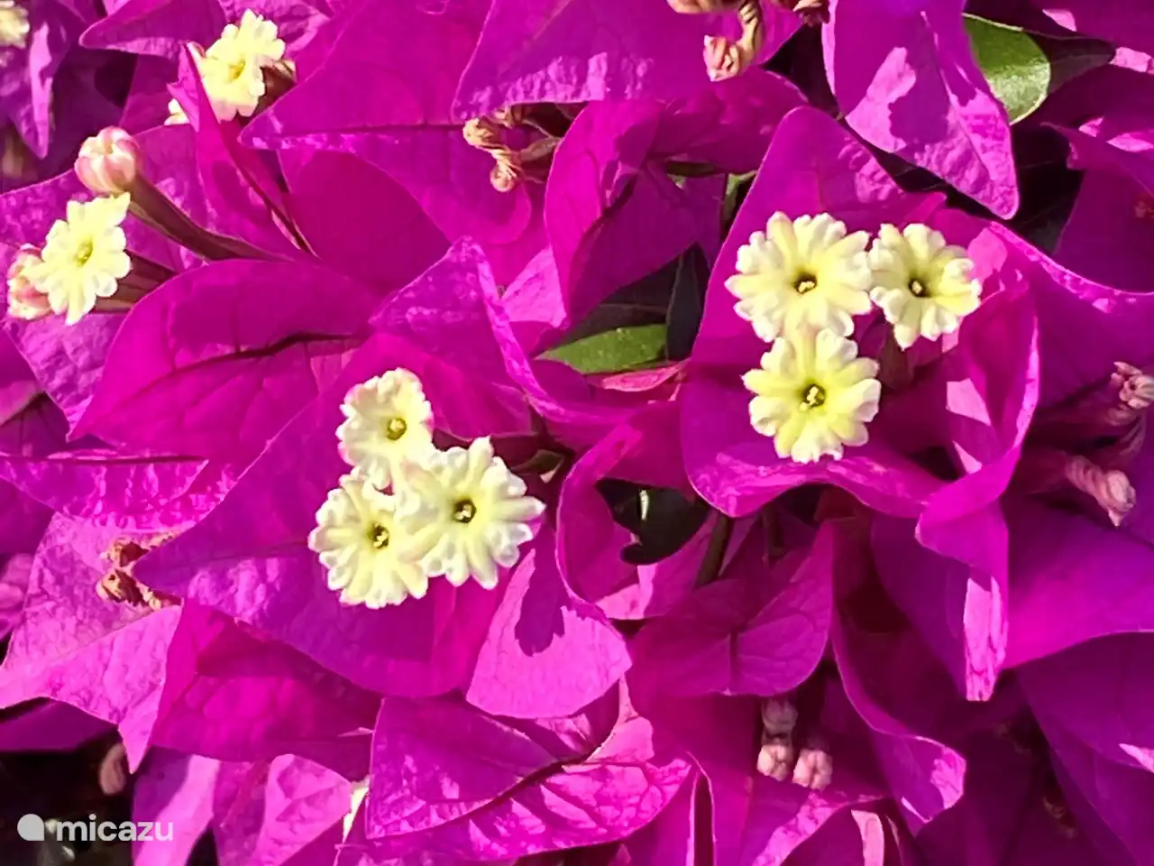 Blumenatmosphäre Bourgainville-Hecke in der Nähe des Schwimmbades