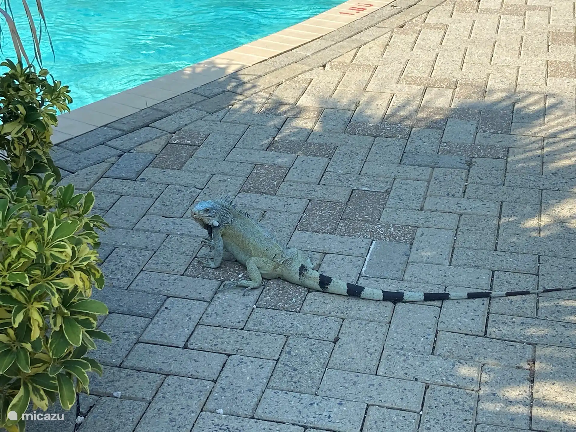 La “iguana de la casa” que siempre está cerca de la piscina, ¡completamente inofensiva pero hermosa!