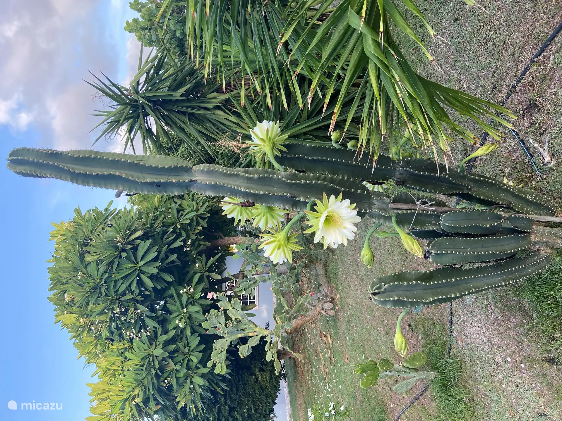 El hermoso jardín tropical.