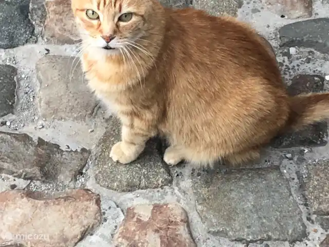 Casa de vacaciones FreLune en Bélgica, Limburgo, Tongeren - casa vacacional