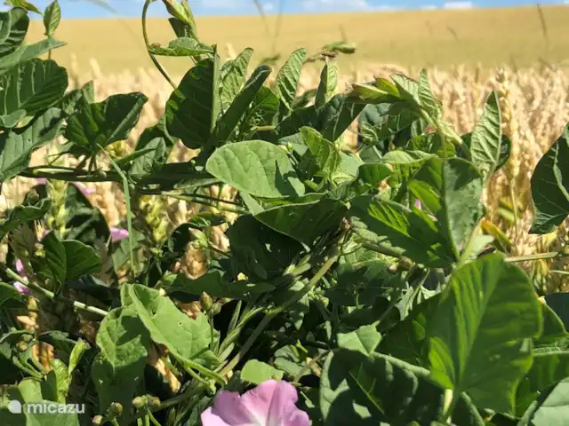 Casa de vacaciones FreLune en Bélgica, Limburgo, Tongeren - casa vacacional