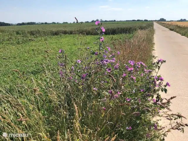 Casa de vacaciones FreLune en Bélgica, Limburgo, Tongeren - casa vacacional