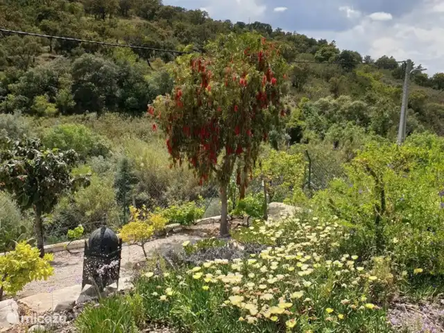 gîte / cottage huren in Portugal, Algarve, Santa Catarina da Fonte do Bispo – Casa Catarina Tuin