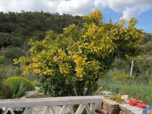 gîte / cottage huren in Portugal, Algarve, Santa Catarina da Fonte do Bispo – Casa Catarina Tuin
