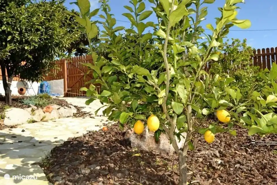 Sinaasappel voor je gin-tonic