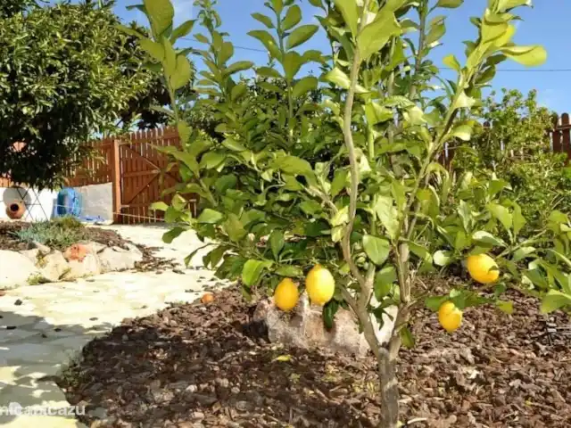 gîte / cottage huren in Portugal, Algarve, Santa Catarina da Fonte do Bispo – Casa Catarina Sinaasappel voor je gin-tonic
