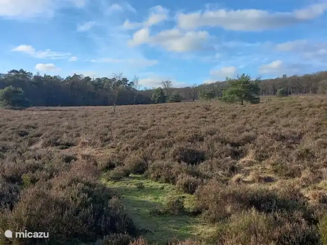 Blissful huren in Nederland, Gelderland, Hoenderloo - chalet T Leesten