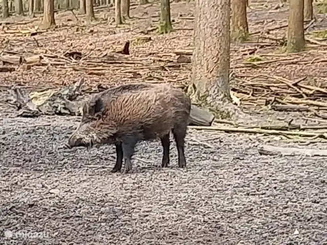 Blissful huren in Nederland, Gelderland, Hoenderloo - chalet zwijnen spotten