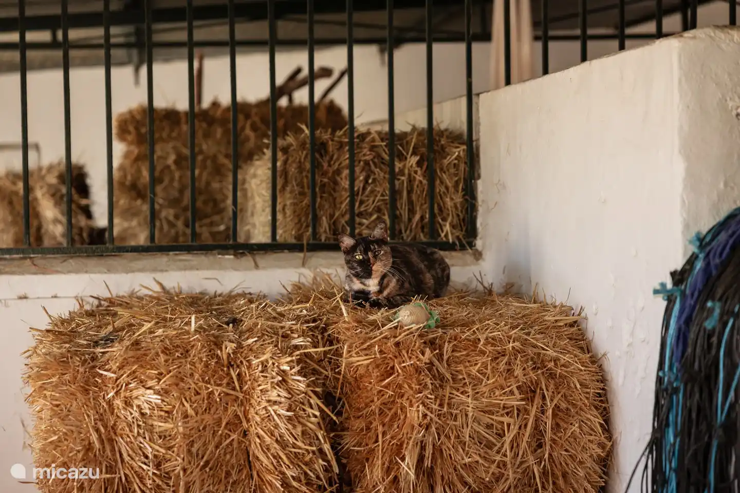 Dotje agradable sobre la paja