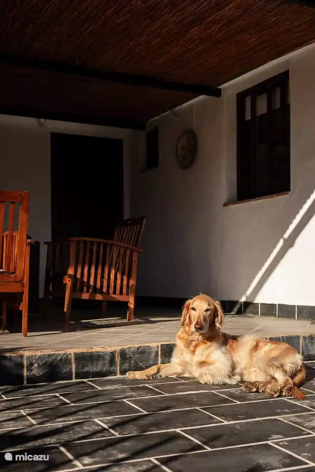 Piet, tan rápido como un Galgo pero tan vago como un Retriever