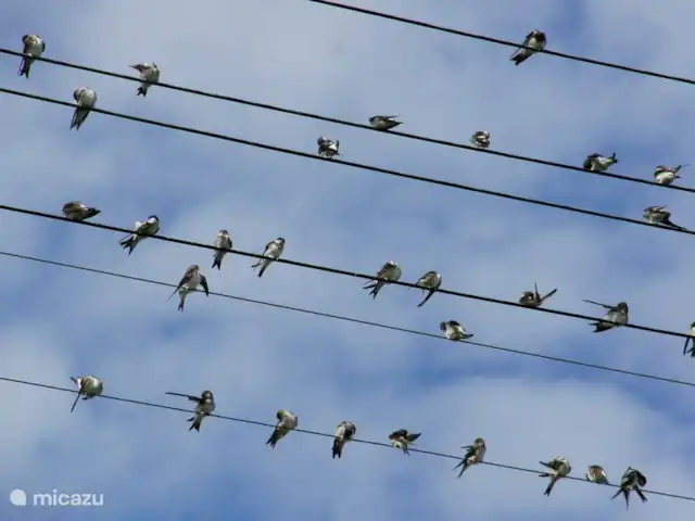 Patersberg en Alemania, Renania-Palatinado, Patersberg - casa vacacional En otoño, las golondrinas se reúnen antes de partir hacia el sur. En verano vuelan por los aires, un espectáculo que nunca llega a ser aburrido.