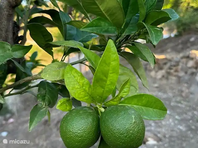 casa de nosotros en España, Andalucía, Canillas de Aceituno - villa Árbol de frutas