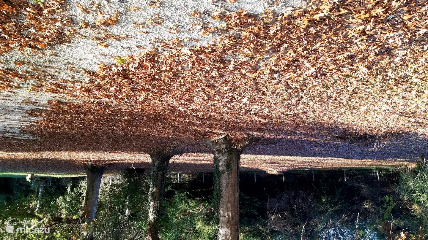 Les feuilles d'automne