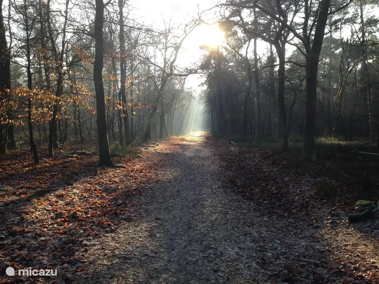 Wald in der Veluwe