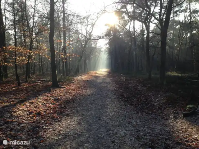 Veluwe Park Reewold Chalet Talisman huren in Nederland, Gelderland, Putten - chalet bos op de Veluwe