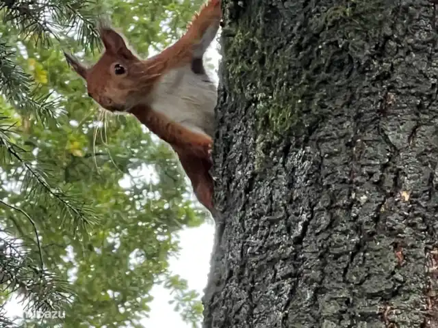 Veluwe Park Reewold Chalet Talisman huren in Nederland, Gelderland, Putten - chalet 1 van de eekhoorns van het park