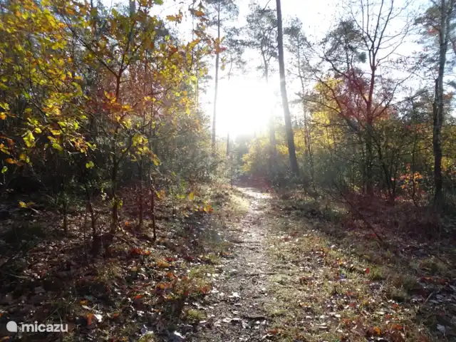 Veluwe Park Reewold Chalet Talisman huren in Nederland, Gelderland, Putten - chalet het bos