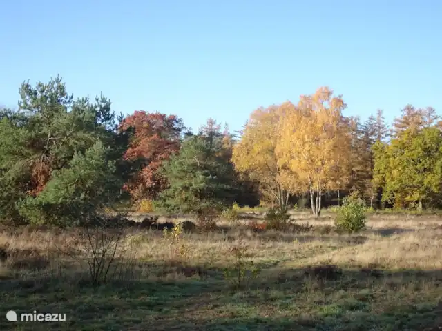 Veluwe Park Reewold Chalet Talisman huren in Nederland, Gelderland, Putten - chalet de heide