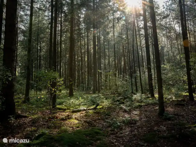 Veluwe Park Reewold Chalet Talisman huren in Nederland, Gelderland, Putten - chalet het bos met de avond zon