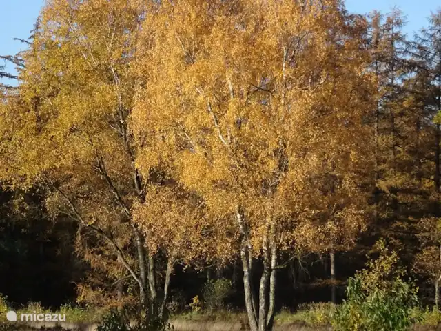 Veluwe Park Reewold Chalet Talisman huren in Nederland, Gelderland, Putten - chalet ook in de herfst is het schitterend