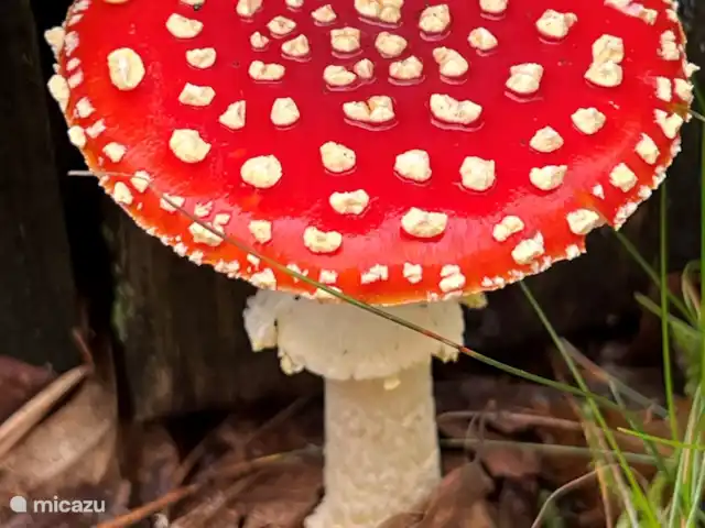 Veluwe Park Reewold Chalet Talisman huren in Nederland, Gelderland, Putten - chalet in de herfst anders schitterend dingen om te zien