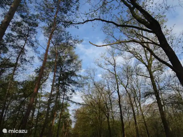 Veluwe Park Reewold Chalet Talisman huren in Nederland, Gelderland, Putten - chalet Bos