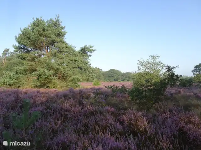 Veluwe Park Reewold Chalet Talisman huren in Nederland, Gelderland, Putten - chalet bloeiende heide