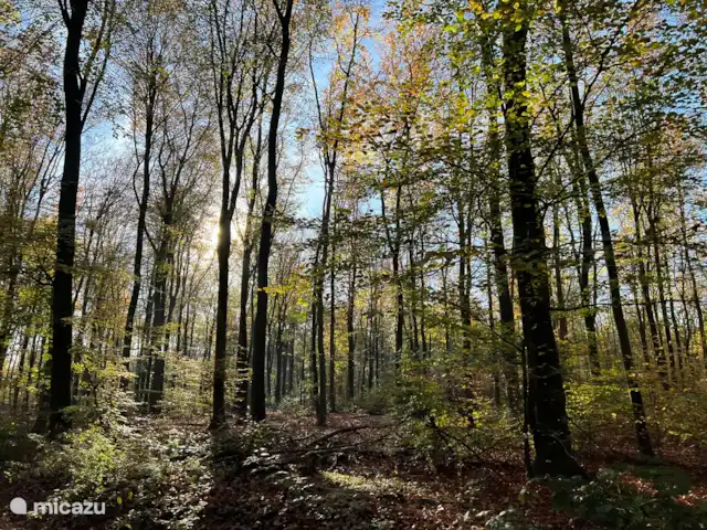 Veluwe Park Reewold Chalet Talisman huren in Nederland, Gelderland, Putten - chalet bos in het najaar