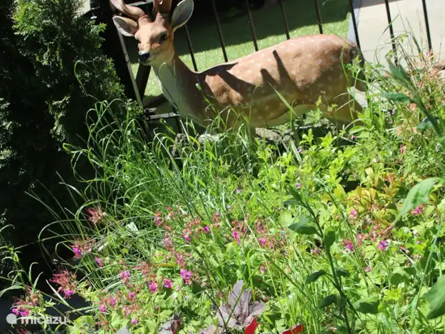Veluwe Park Reewold Chalet Visión en Países Bajos, Güeldres, Putten - chalet El jardín también está muy bien decorado.