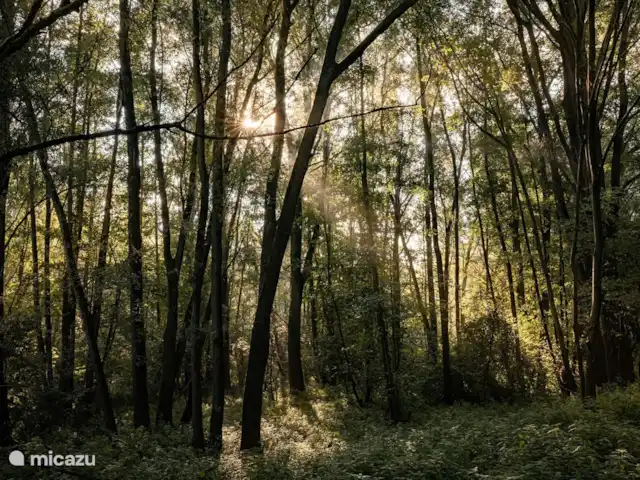 Veluwe Park Reewold Chalet Visión en Países Bajos, Güeldres, Putten - chalet racimo