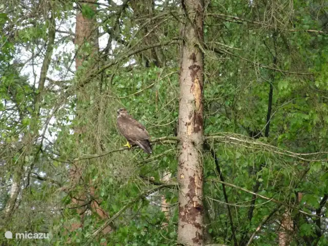 Veluwe Park Reewold Chalet Visión en Países Bajos, Güeldres, Putten - chalet aves de presa