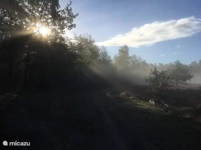 Veluwe Park Reewold Chalet Visión en Países Bajos, Güeldres, Putten - chalet brezo en el sol de la mañana
