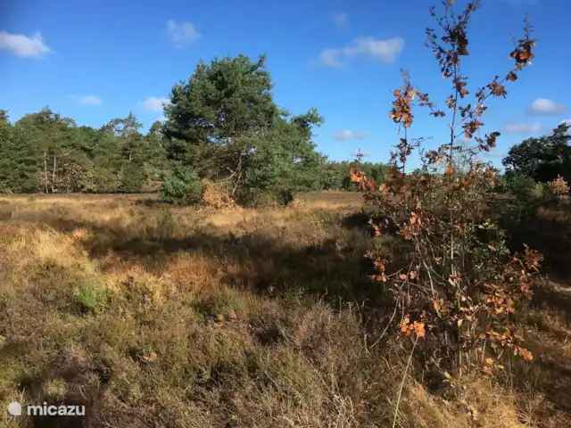 Veluwe Park Reewold Chalet Visión en Países Bajos, Güeldres, Putten - chalet brezo descolorido