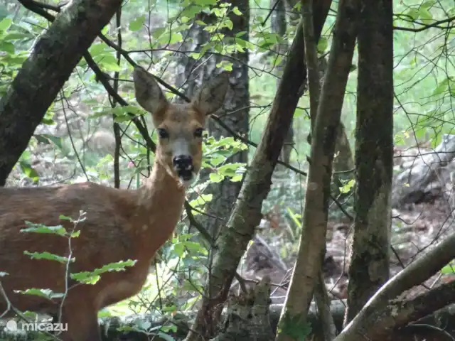Veluwe Park Reewold Chalet Visión en Países Bajos, Güeldres, Putten - chalet salvaje