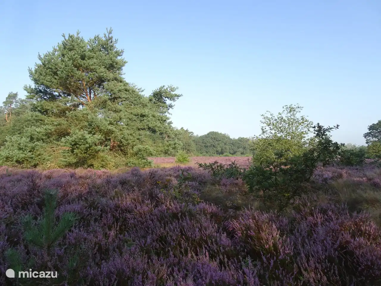 die Heide blüht