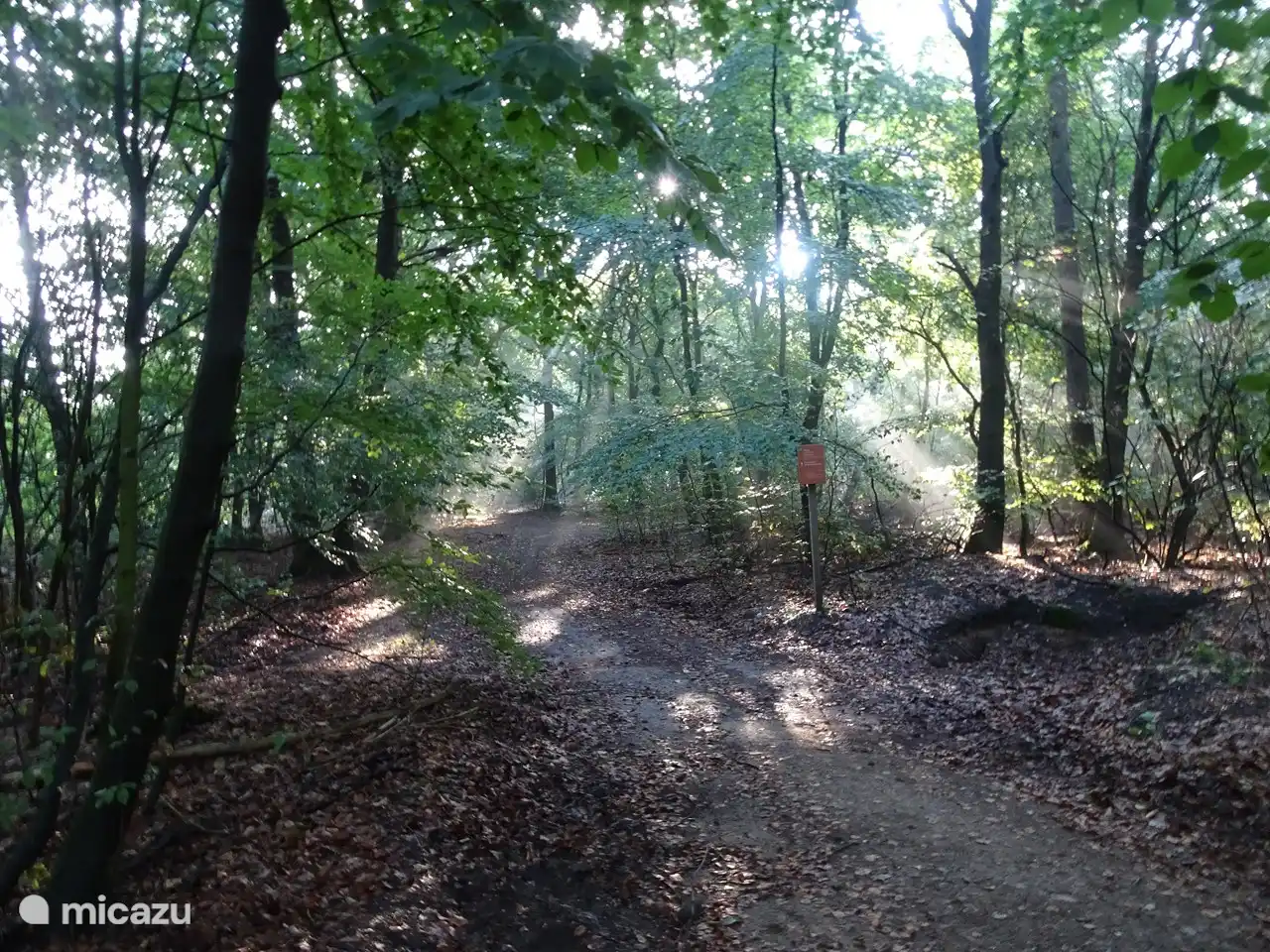 Wald in der Morgensonne