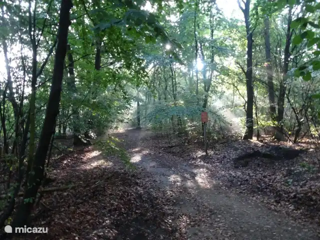 Veluwe Park Reewold Chalet Visión en Países Bajos, Güeldres, Putten - chalet bosque bajo el sol de la mañana