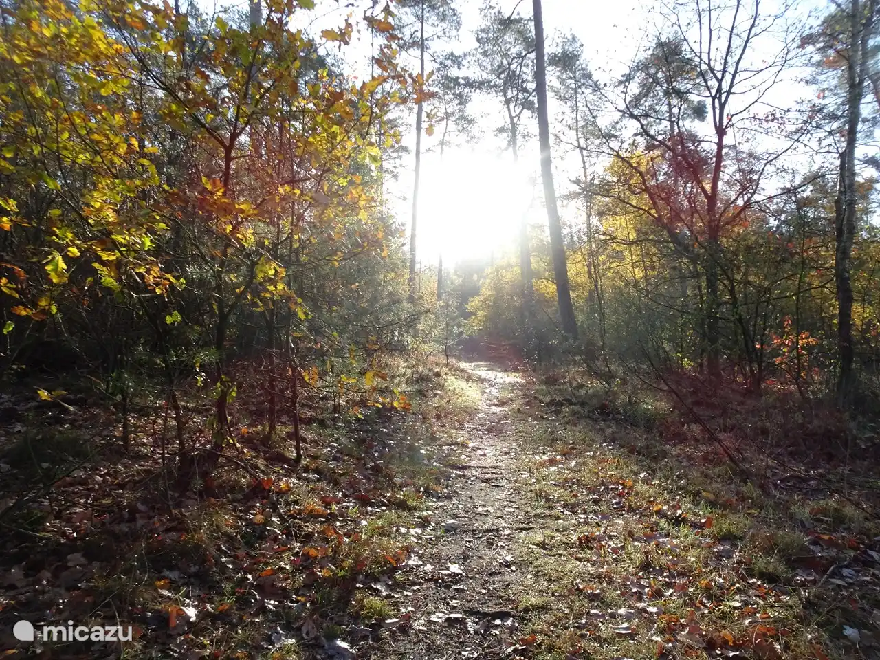 Wald in der Abendsonne