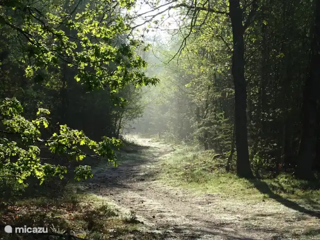 Veluwe Park Reewold Chalet Visión en Países Bajos, Güeldres, Putten - chalet racimo