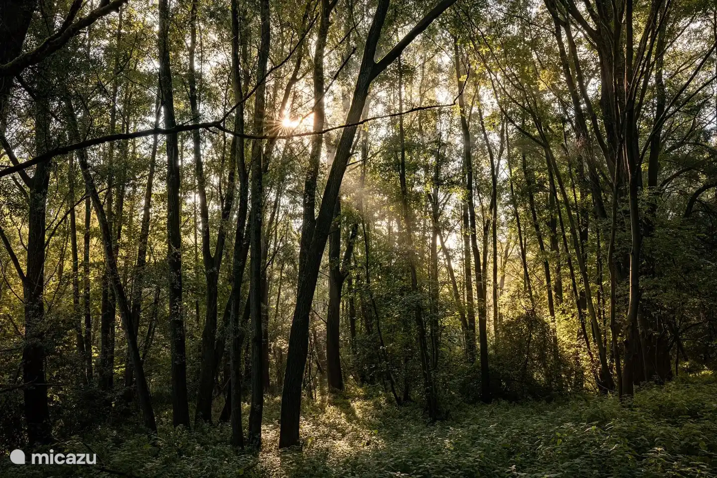 Wald in der Abendsonne