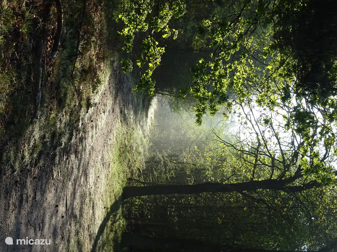 Wald in der Abendsonne