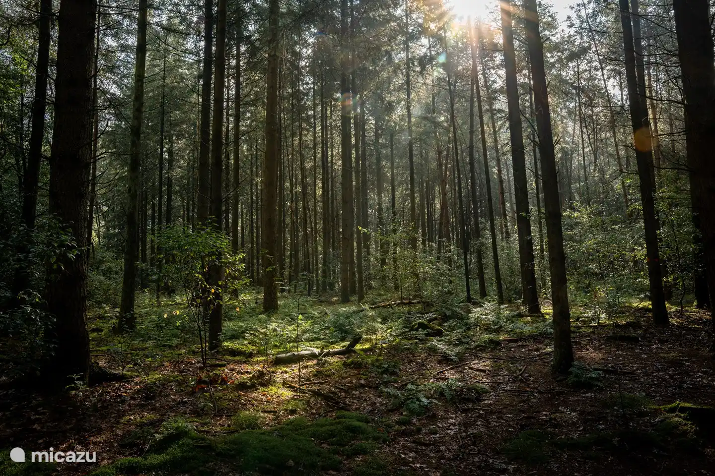 Wald in der Abendsonne
