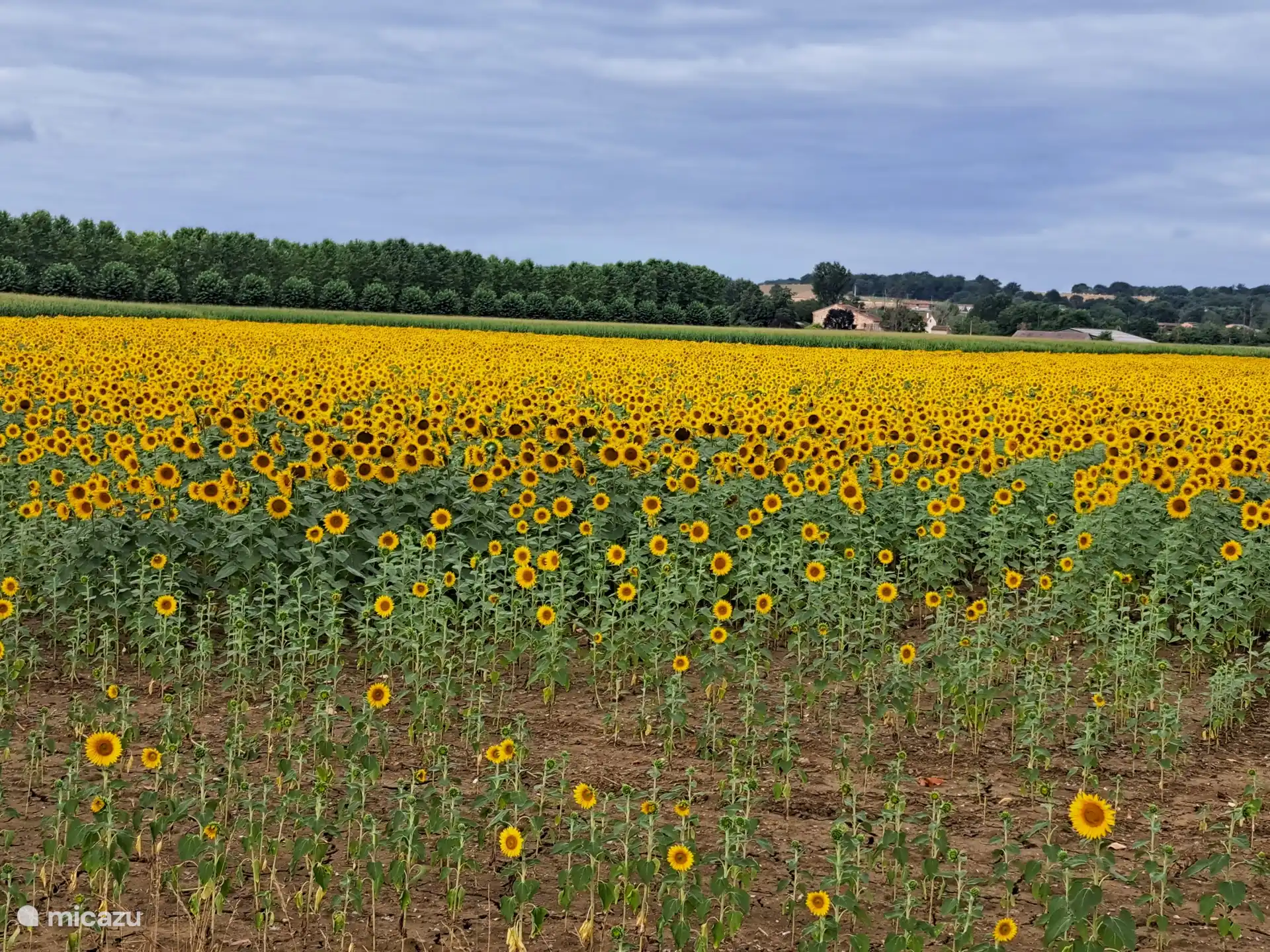 Girasoles. Por lo que puedes ver. Florecen desde mediados de junio hasta mediados de agosto. Una vista hermosa. &#191;No obstante? 