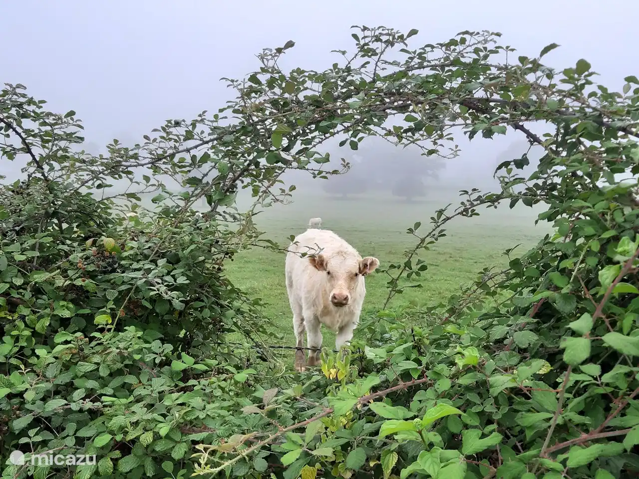 Die Charolais-Kühe auf den angrenzenden Weiden