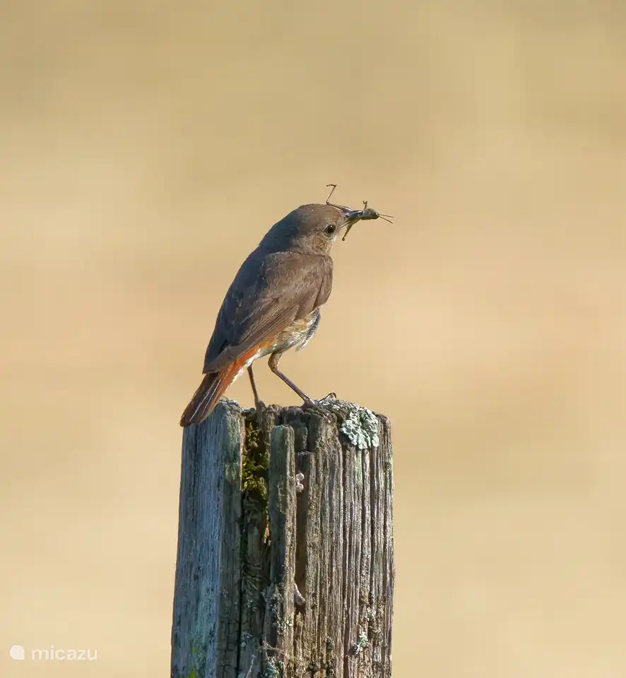 Für Vogelliebhaber gibt es eine große Vielfalt an Vögeln zu beobachten