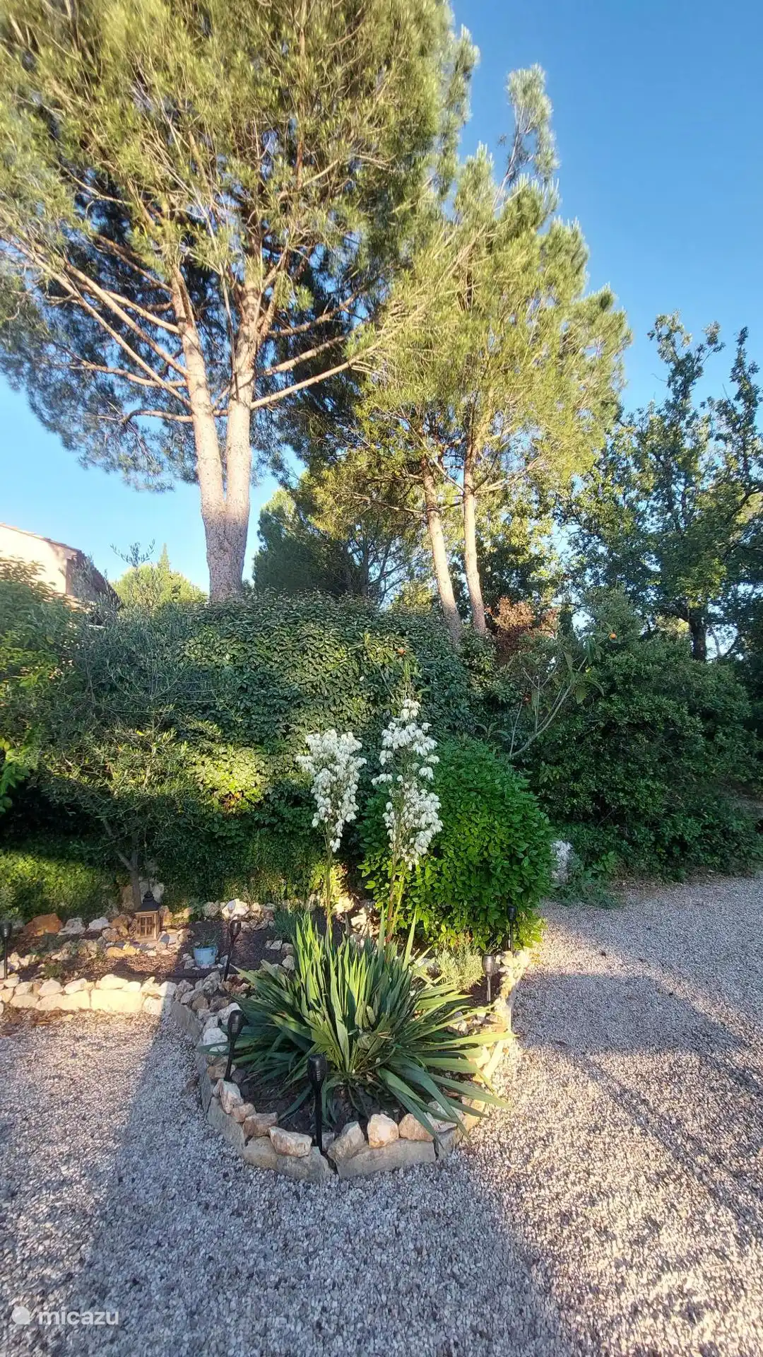 Evening view in the garden