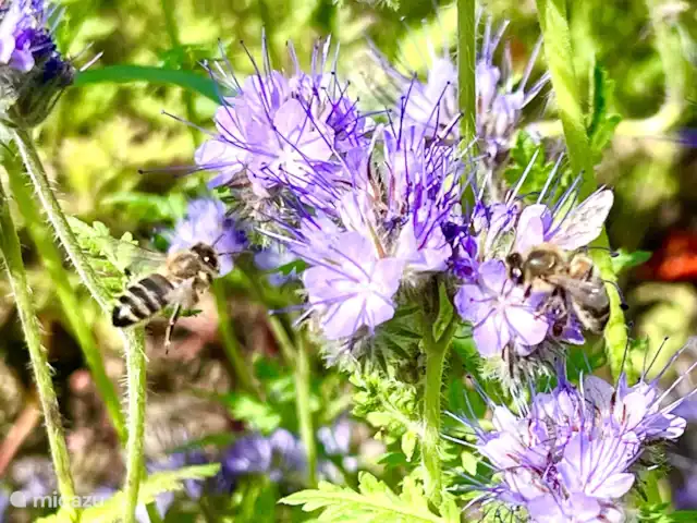 Vista del prado en Países Bajos, Barbante Septentrional, Cromvoirt - bungaló Abejas en el jardín